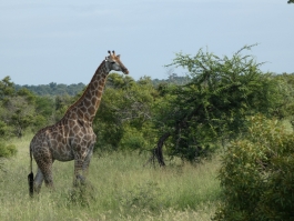 Nord, Kruger (parc national)