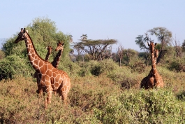 Samburu (réserve nationale)