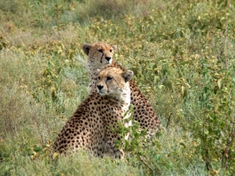 Nord, Serengeti (parc national)