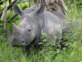 Ziwa Rhino