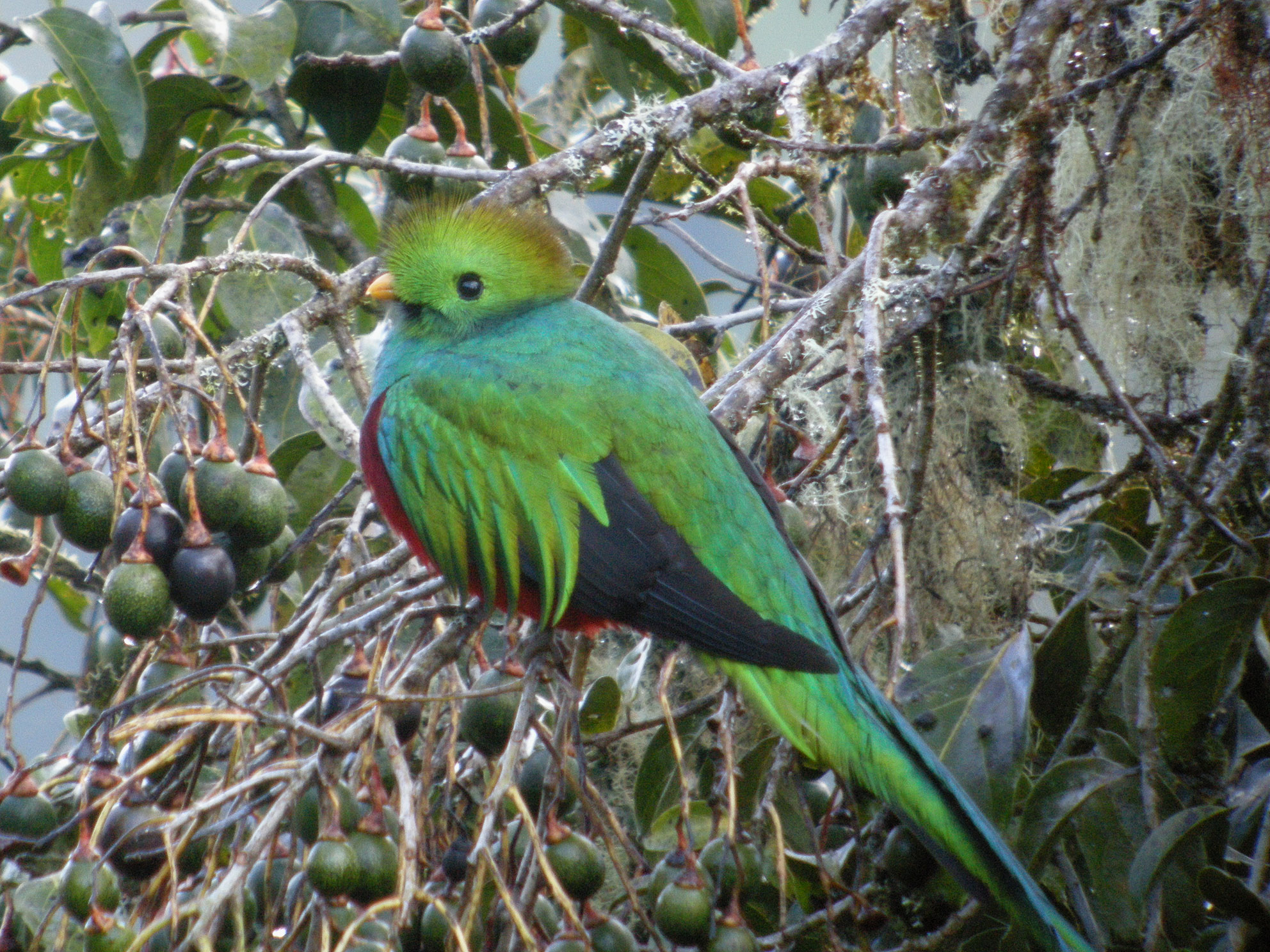 Parc national des quetzals