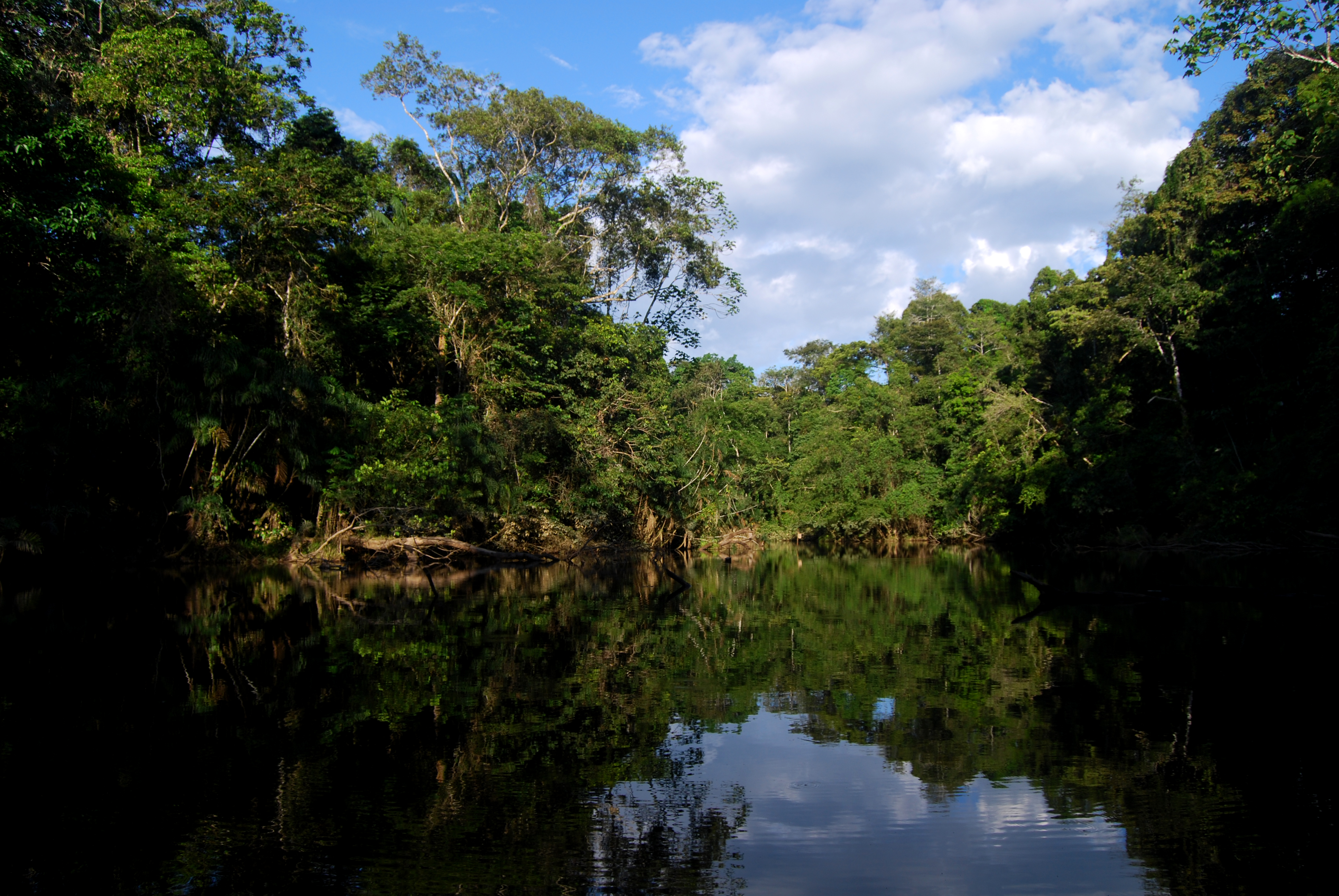 Amazonie, Yasuni (parc national)
