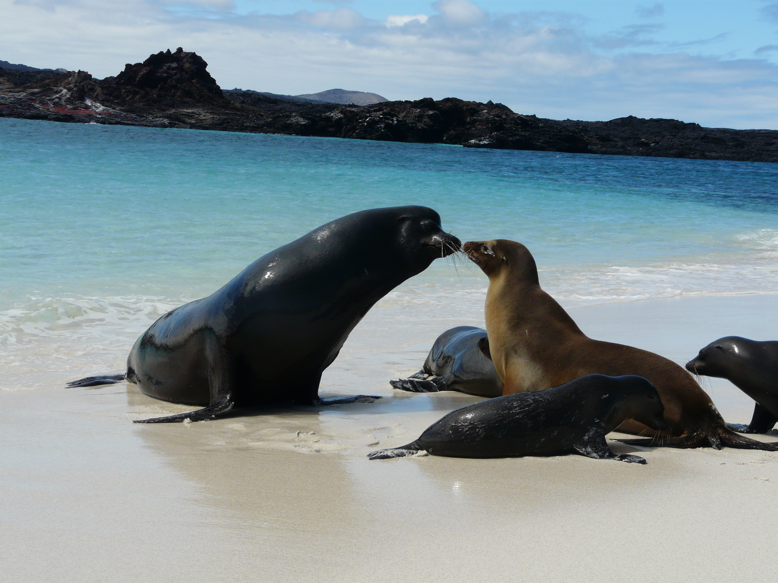Galapagos, île d'Española