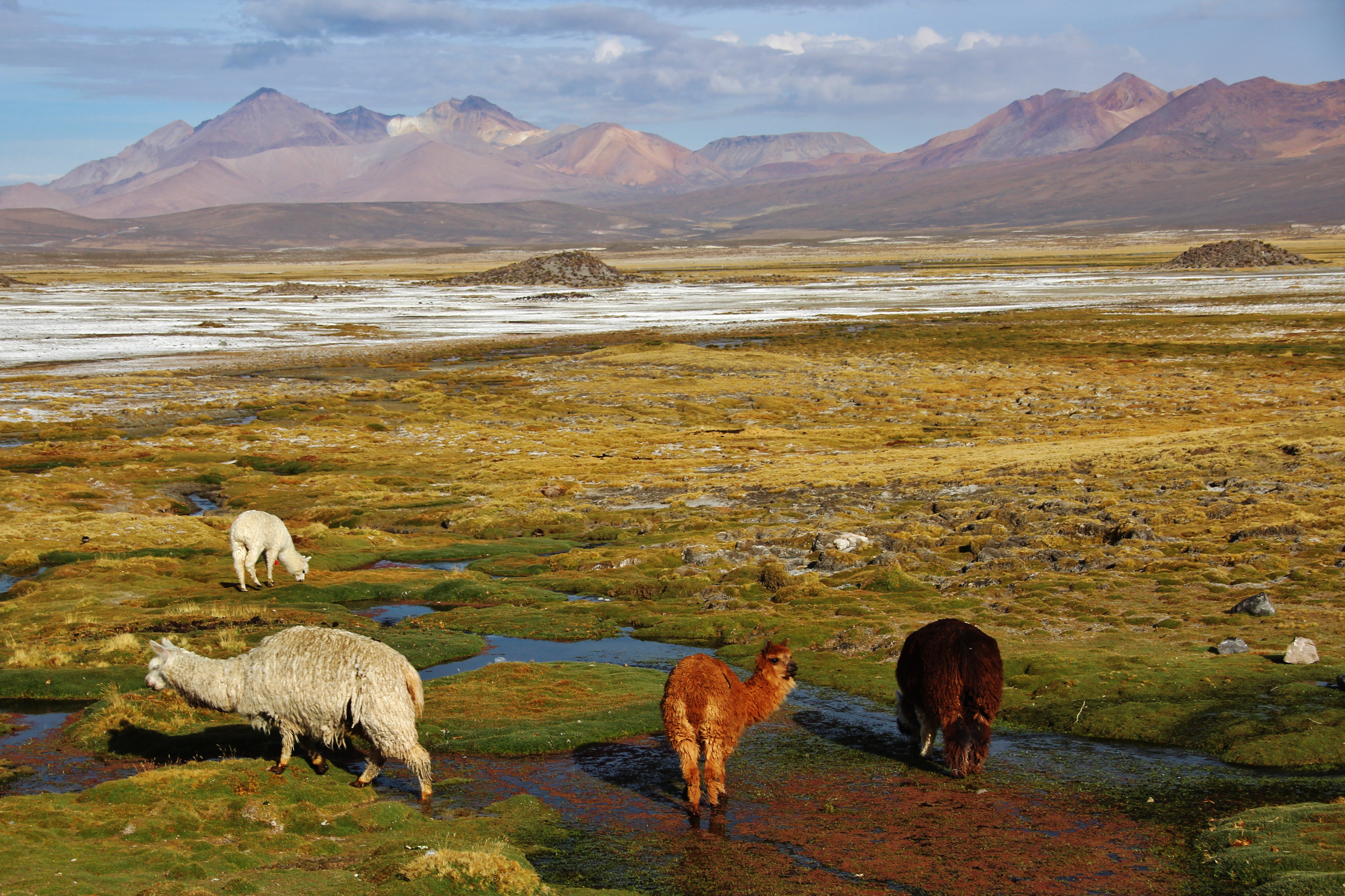 Nord, Lauca (parc national)