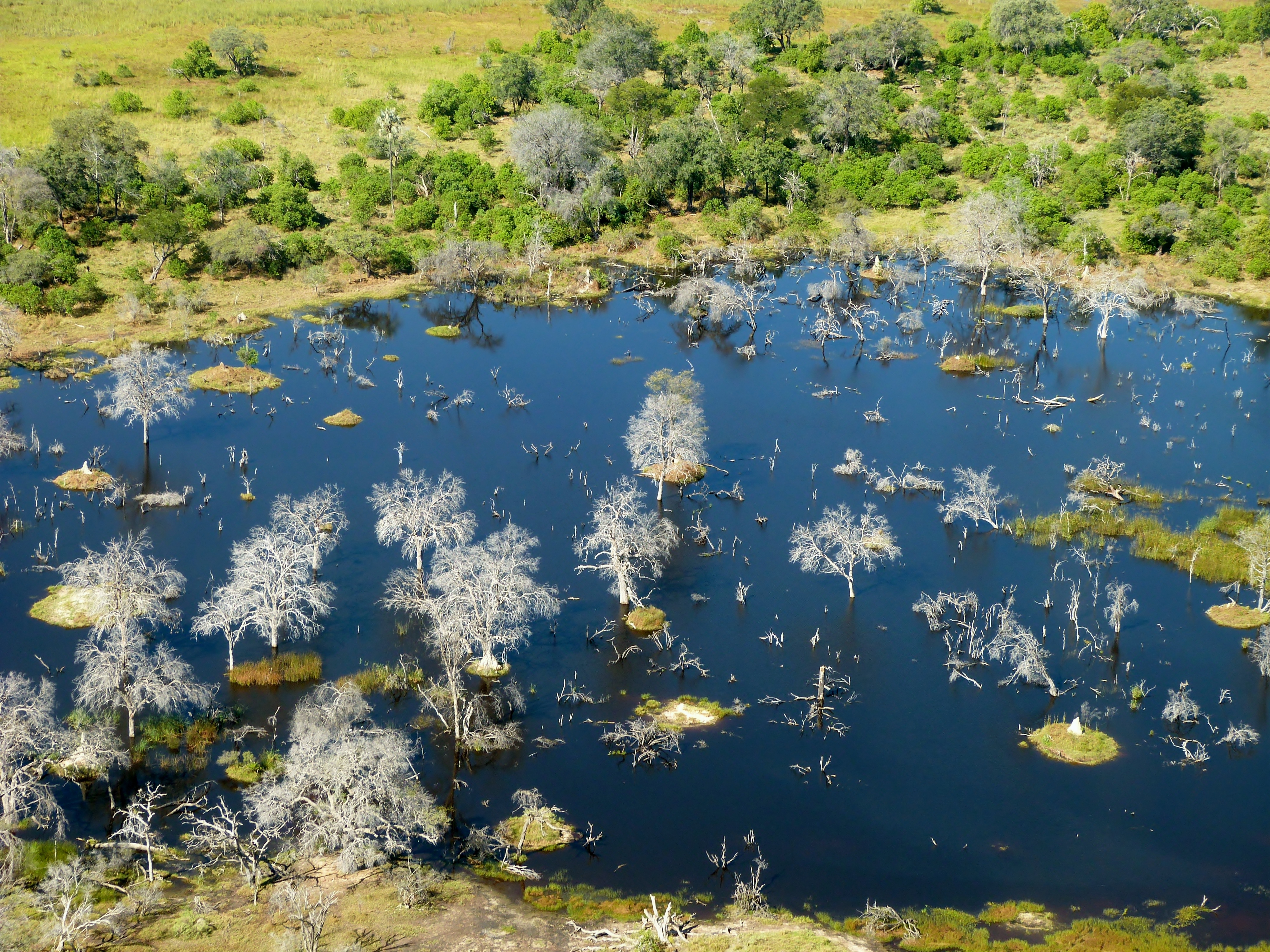 Okavango (delta)