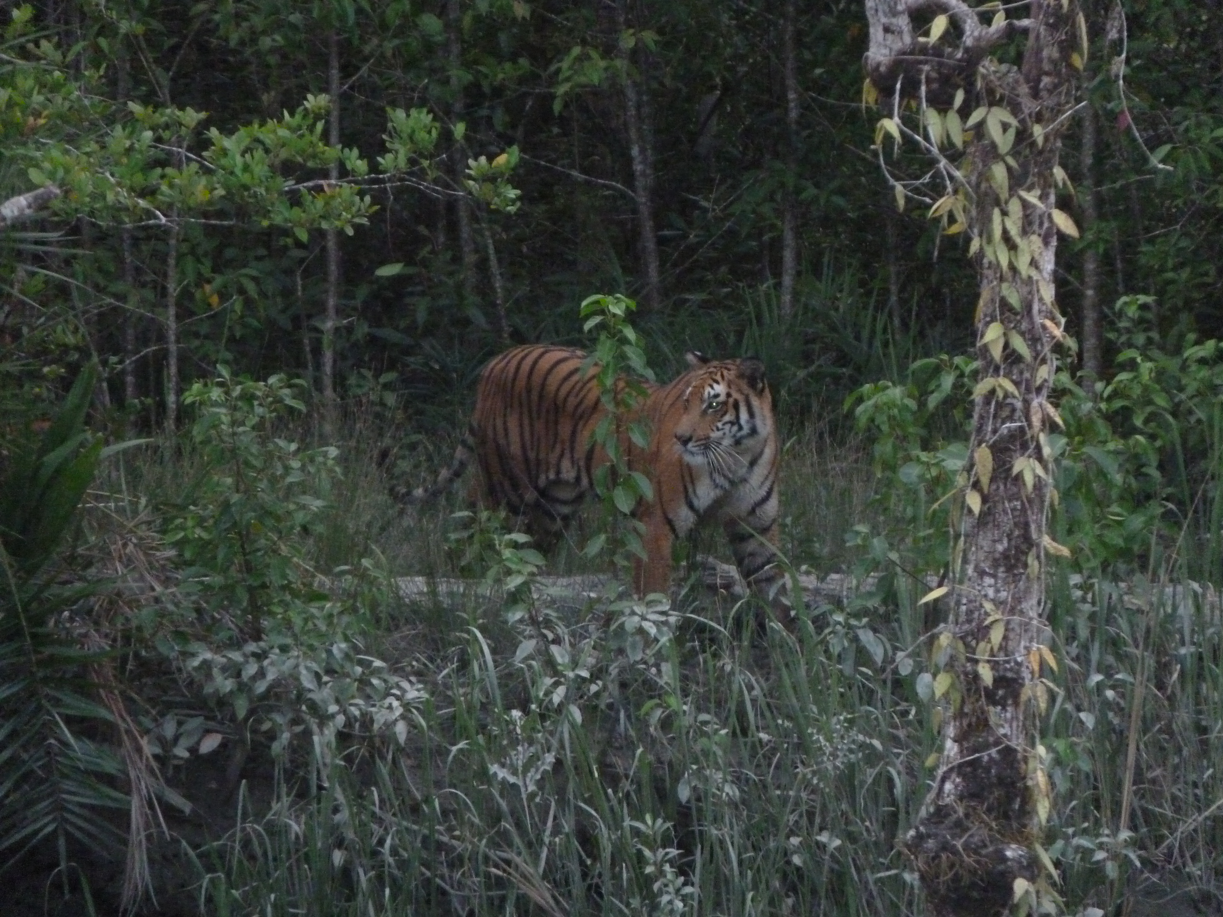 Sud Ouest, Sundarbans
