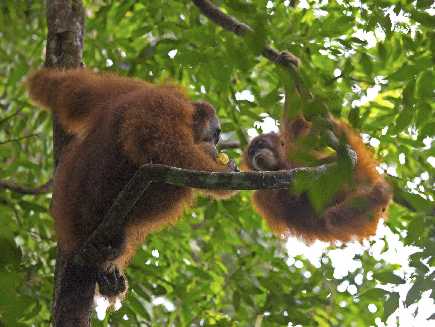 Sumatra, Gunung Leuser (parc national)